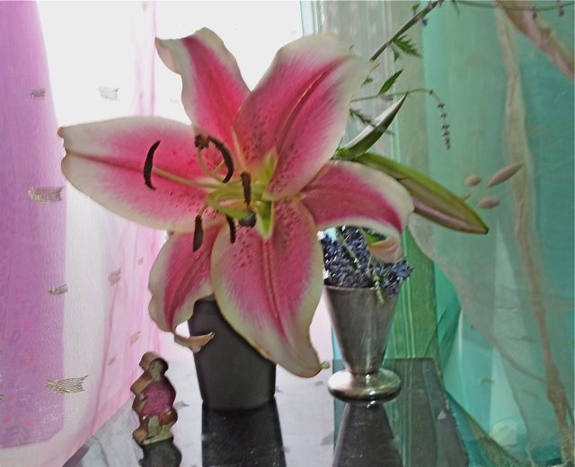 ＊カサブランカの華＊　＊自然のいろ