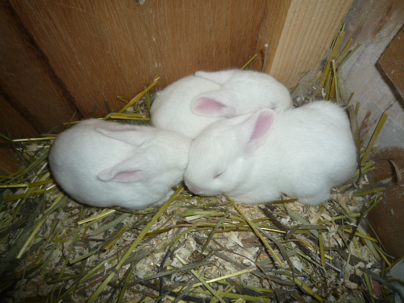 ウサギが３羽生まれました　!(^^)!