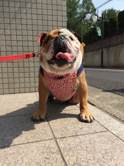ブルドッグの服（お客様からのお写真）クールエプロン、クールネック