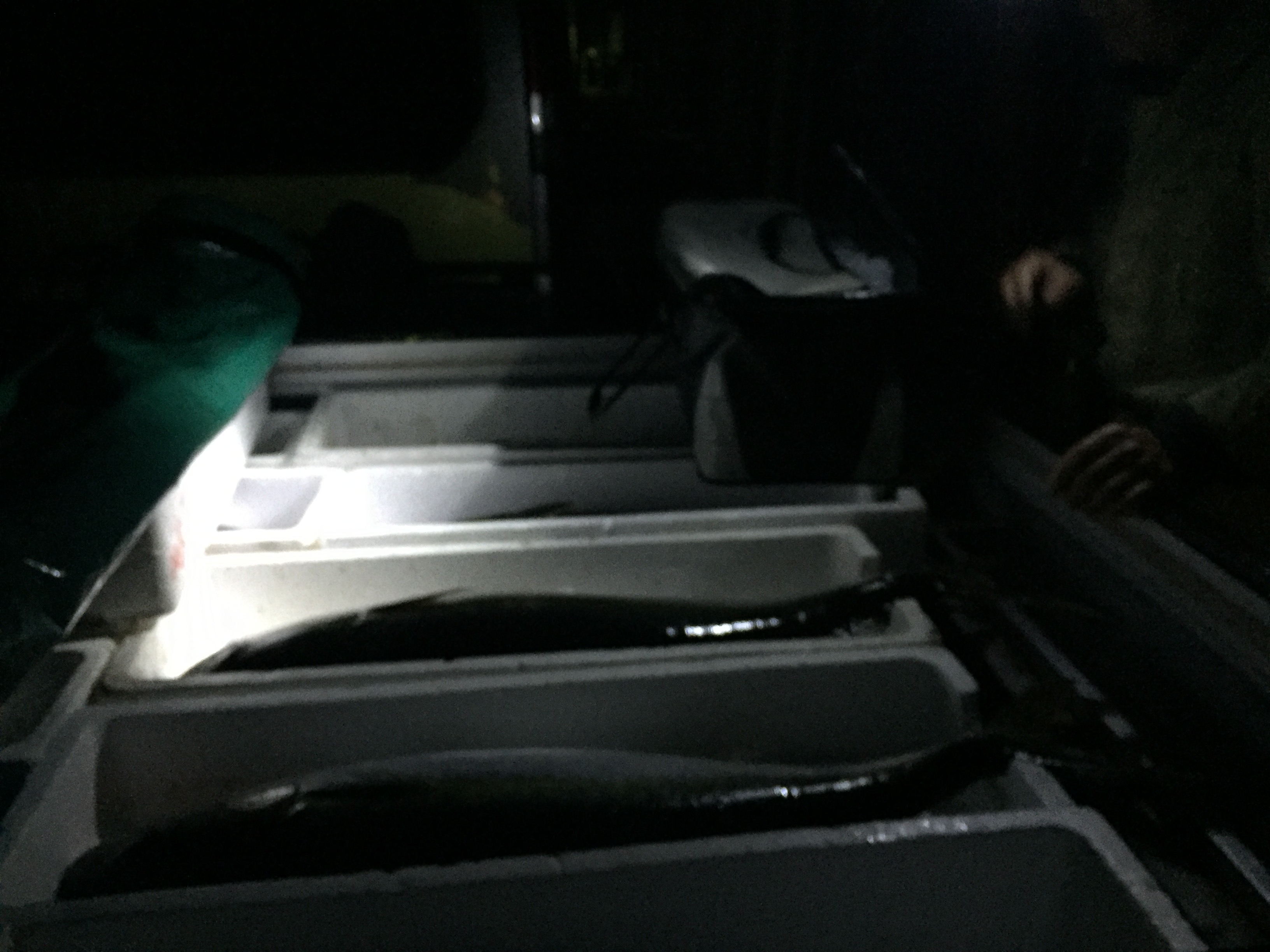 五島列島　五島魚市場の競りに行って来ました