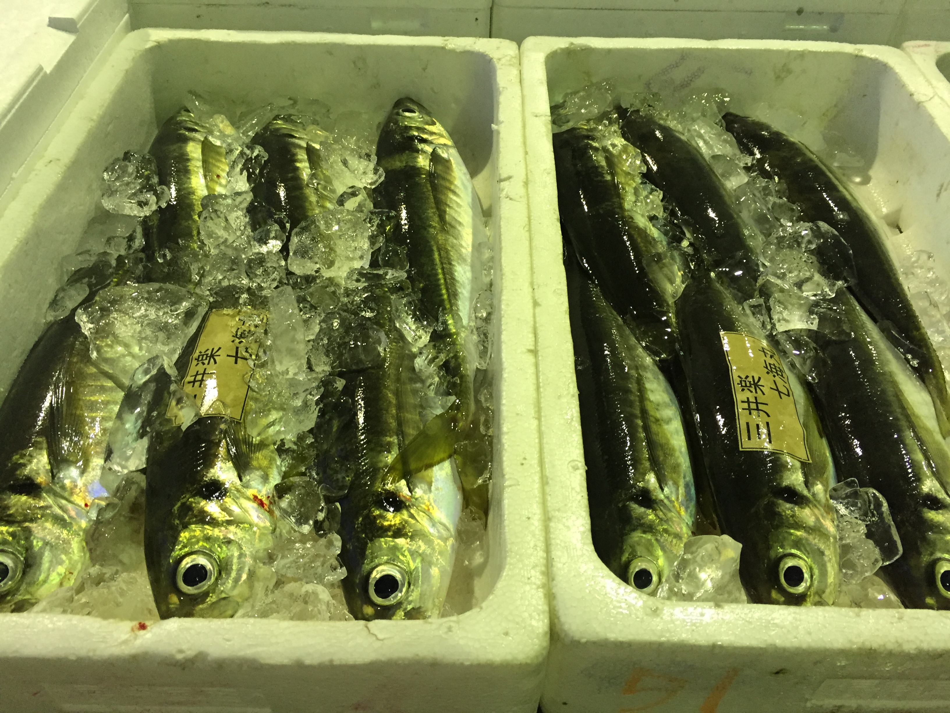 五島列島　五島の美味しい魚と伊藤はるかさん