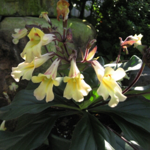 キリタの花