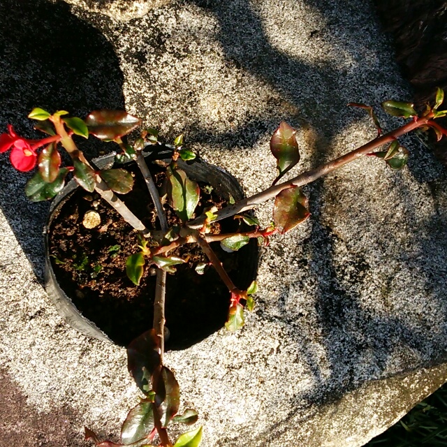 トゲなし花キリン、開花中♪