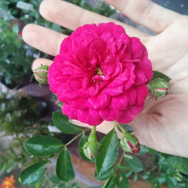 ツルバラ・ローズ、開花中♪