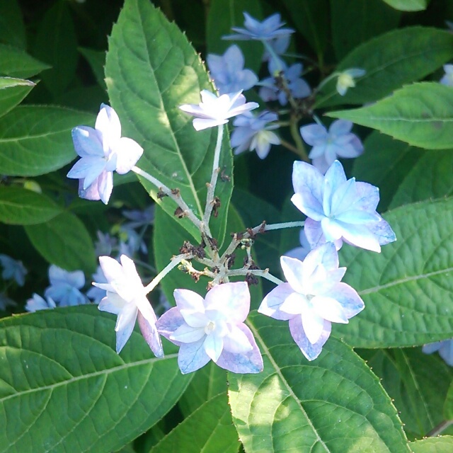 山アジサイ、開花♪