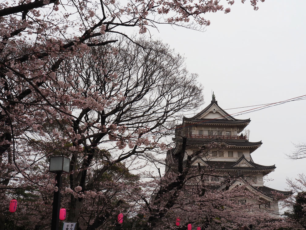 千葉城亥鼻公園の桜