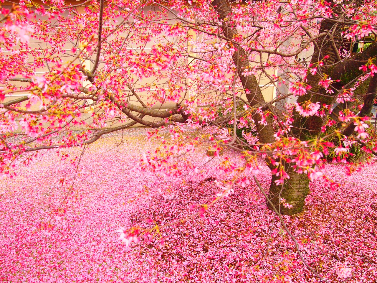 Cherry blossom falling JAPAN PANORAMIC TOURS