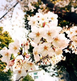 この季節しか味わえない桜を癒しに。