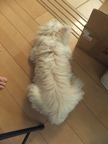 お客様