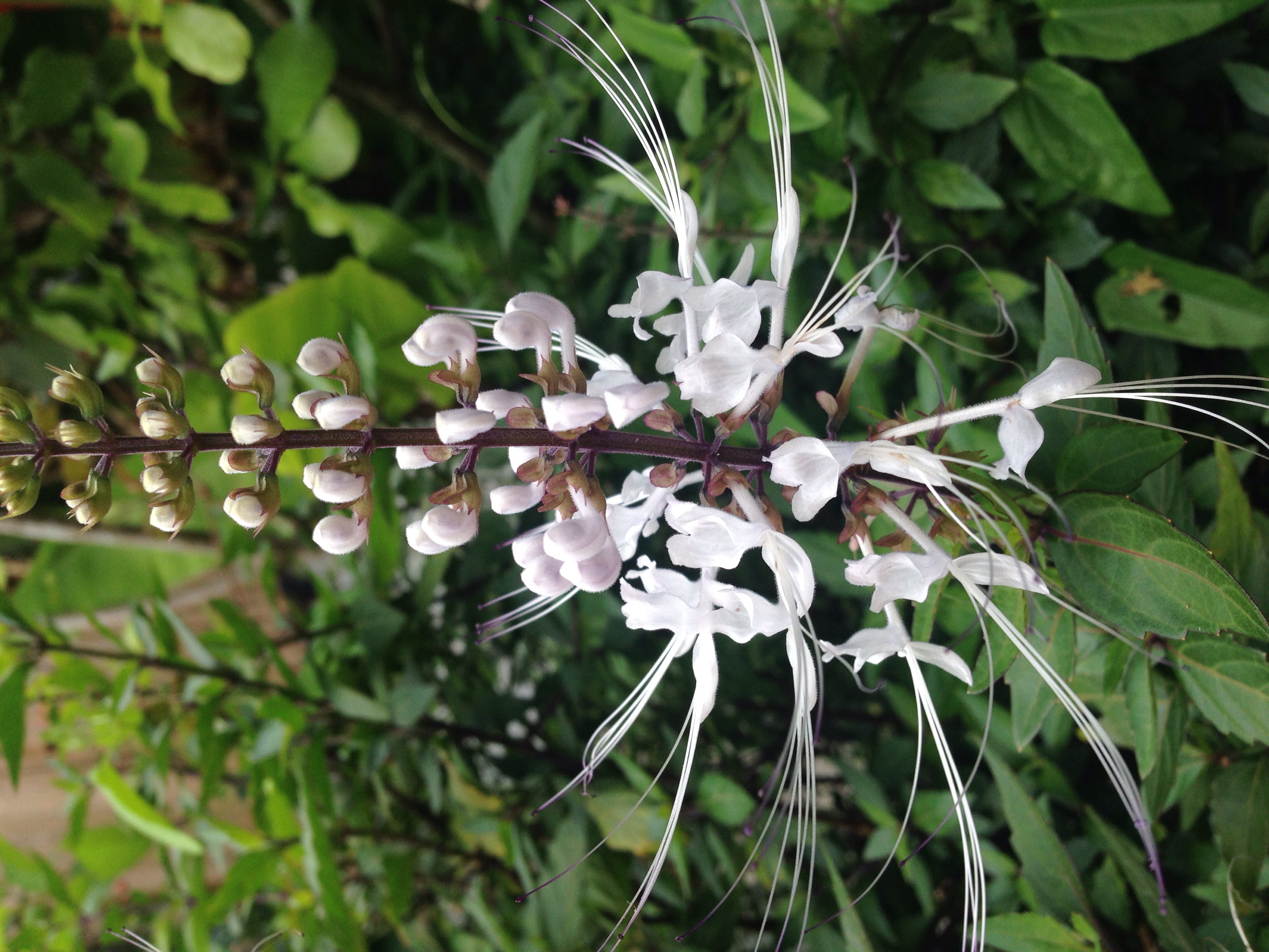 沖宮に咲いていた花面白い形です Mimoza ミモザshop