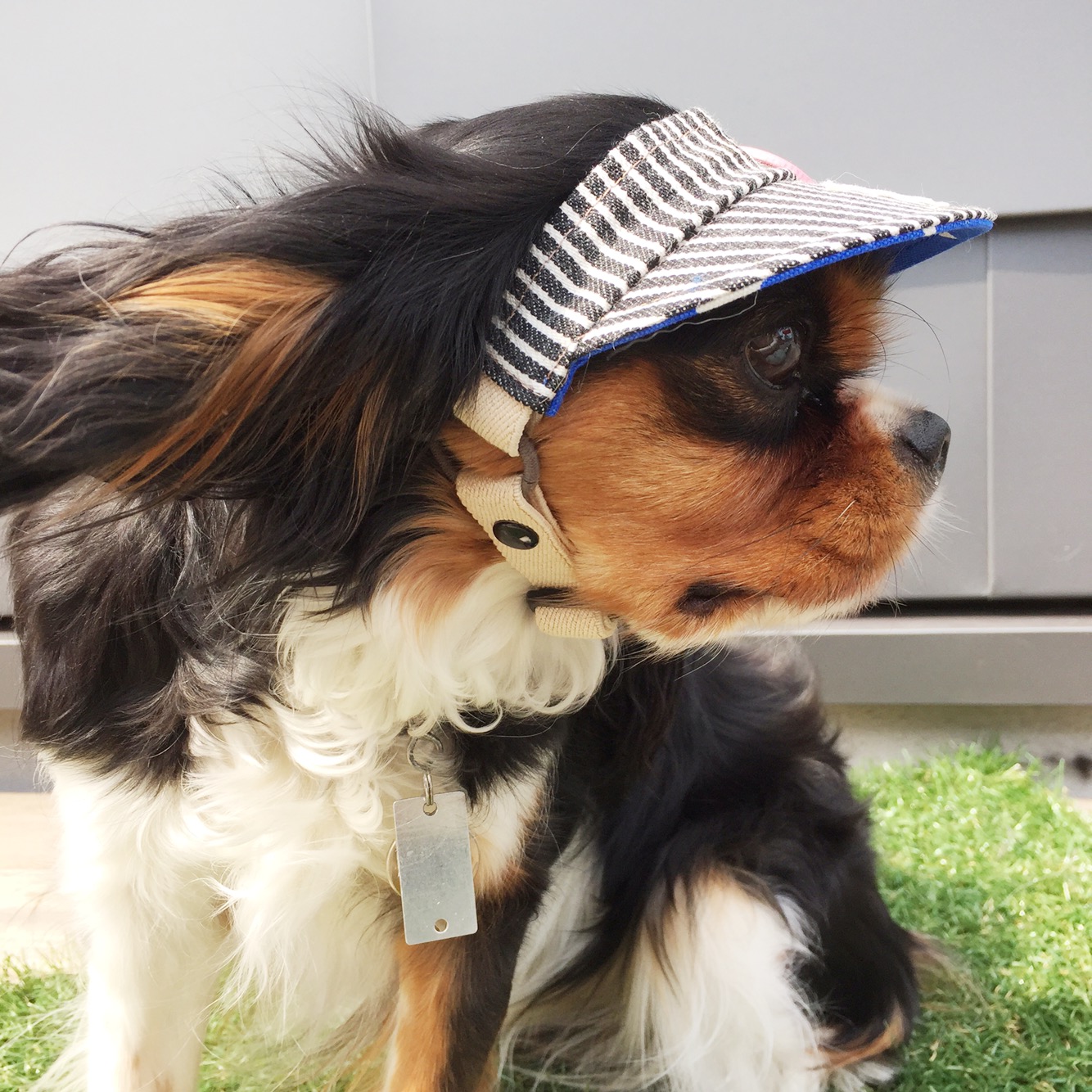 わんちゃんの夏に、犬用サンバイザー！ | 犬用サンバイザーと帽子・オーダーメイド犬猫の洋服＊ちまっちアットワーク