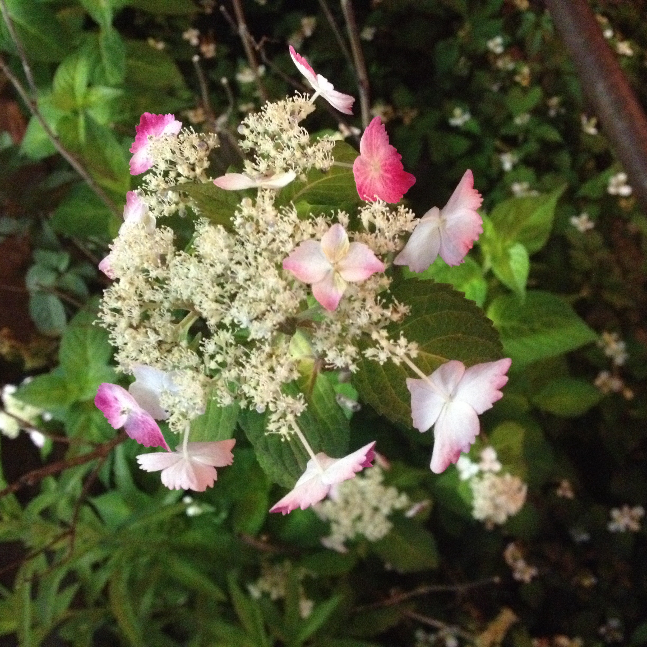 駅前のピンクの紫陽花    日に日に花を開いてきています！