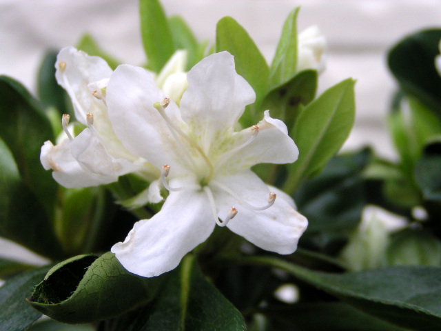 久留米ツツジ ”暮の雪（クレノユキ）”の開花