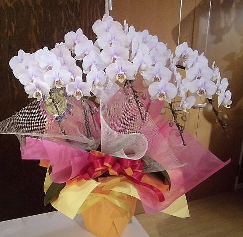 誕生日祝いの胡蝶蘭